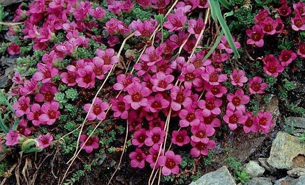 Saxifraga oppositifolia / Sassifraga a foglie opposte